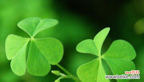 什么花代表幸运和成功？揭秘花语背后的含义！！