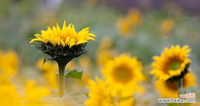 什么花代表阳光的花语？了解花语背后的含义是什么？