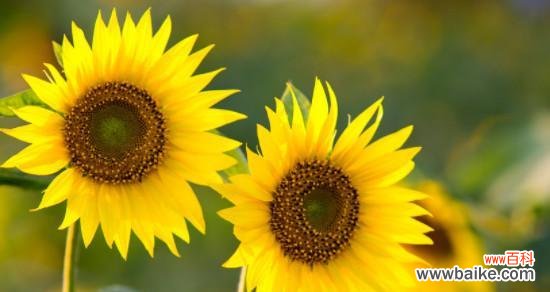 什么花代表阳光的花语？了解花语背后的含义是什么？