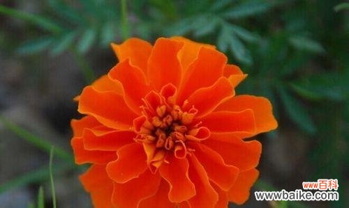 什么花代表英雄?揭秘花语中的英雄象征!