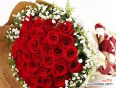 揭示十二朵玫瑰的不同寓意与含义，了解玫瑰花语 十二朵玫瑰的寓意