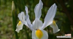 探寻鸢尾花的背后故事 鸢尾花的花语、传说与神话