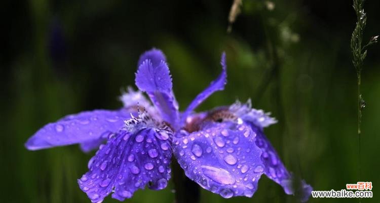 浓情雅致,华美优雅,紫色鸢尾花的传说与美丽 传承千年的优雅之花——紫色鸢尾花的花语