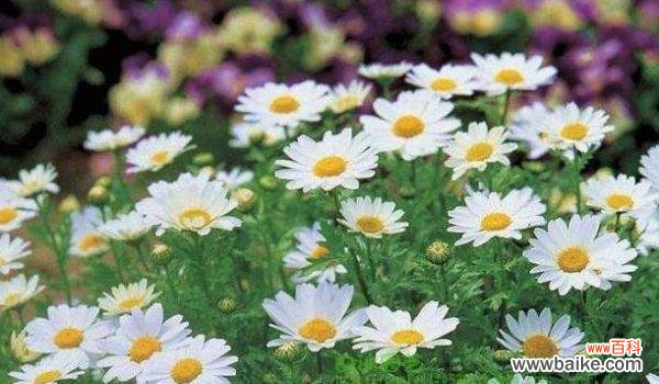 传统文化中的花卉符号与生命力 白晶菊花语的意义与传承