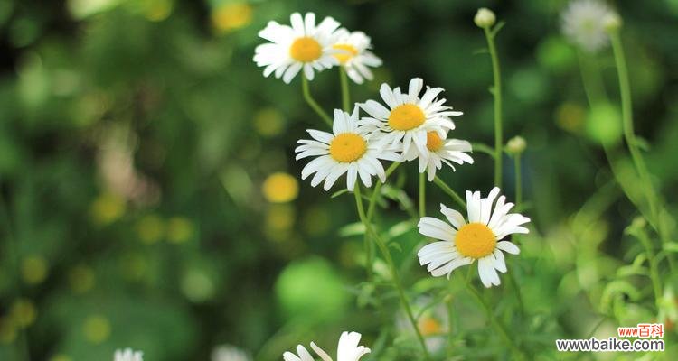 传统文化中的花卉符号与生命力 白晶菊花语的意义与传承