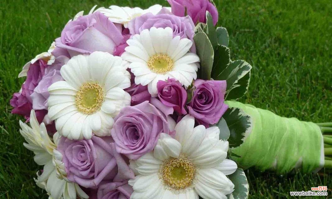 探寻非洲菊花的花语和象征意义 解读非洲菊花的神秘语言