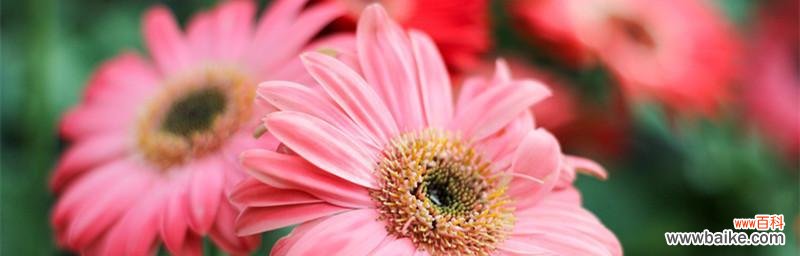 探寻非洲菊花的花语和象征意义 解读非洲菊花的神秘语言