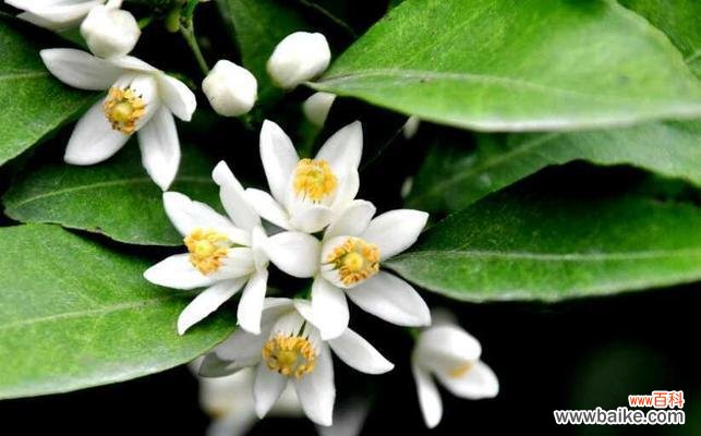 探索橘子花的文化与象征 橘子花的寓意与象征意义