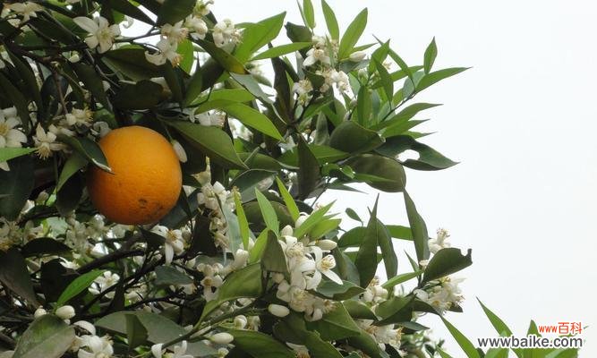 探索橘子花的文化与象征 橘子花的寓意与象征意义