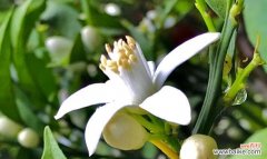 探索橘子花的文化与象征 橘子花的寓意与象征意义