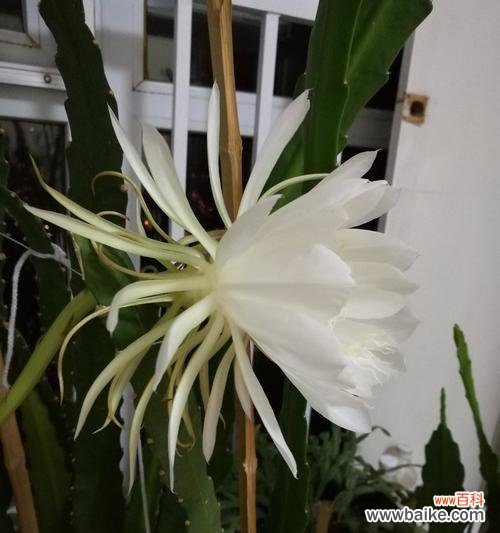 揭示自然奇迹背后的意义 昙花绽放的预兆