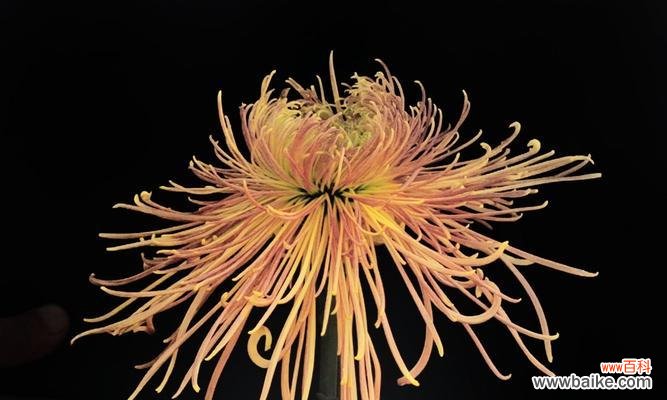 探究黄色菊花的象征意义和传递信息的花语语言 黄色菊花的花语及意义