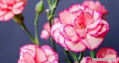 解读10朵康乃馨所代表的花语 康乃馨花语的浪漫与深情