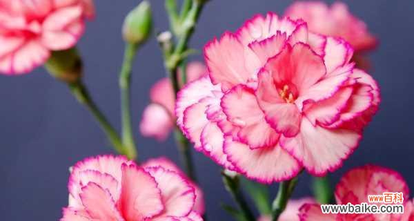 解读10朵康乃馨所代表的花语 康乃馨花语的浪漫与深情