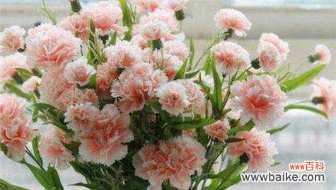 解读10朵康乃馨所代表的花语 康乃馨花语的浪漫与深情