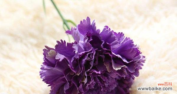 解读10朵康乃馨所代表的花语 康乃馨花语的浪漫与深情