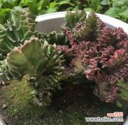 揭示麒麟掌花语的神秘魅力 麒麟掌花语与寓意