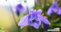 揭秘耧斗菜的神奇魅力 耧斗菜花语与寓意——古老的神奇之花