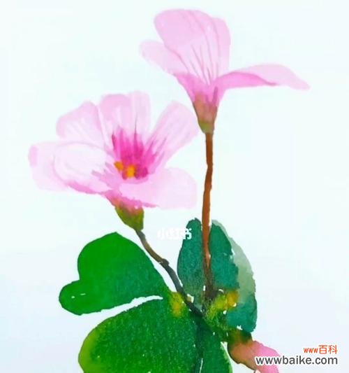 追寻爱情的傲慢美丽──酢浆草的传奇 酢浆草的花语与传说故事