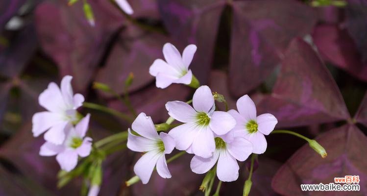 追寻爱情的傲慢美丽──酢浆草的传奇 酢浆草的花语与传说故事