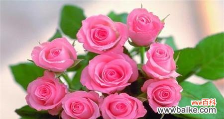 浪漫 十朵玫瑰花语大揭秘