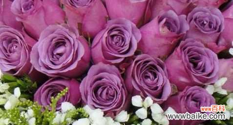 浪漫 十朵玫瑰花语大揭秘