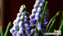 什么花代表欲望？揭秘花语背后的含义？