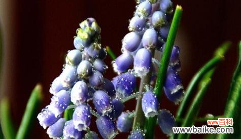 什么花代表欲望?揭秘花语背后的含义?