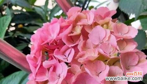 什么花象征着越来越好?揭秘花语背后的美好寓意