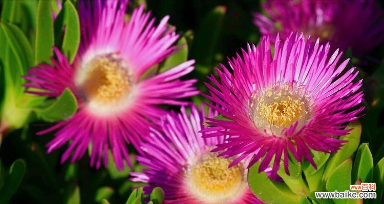 什么花代表告别？花语中再见的花有哪些？