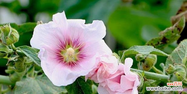 什么花代表永远的爱？揭秘花语背后的含义？