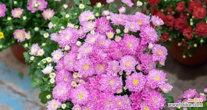 什么花的花语代表永远快乐?如何用花表达持久的快乐?