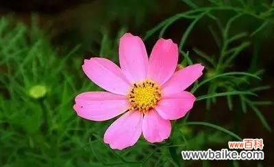 什么花的花语代表永远快乐?如何用花表达持久的快乐?