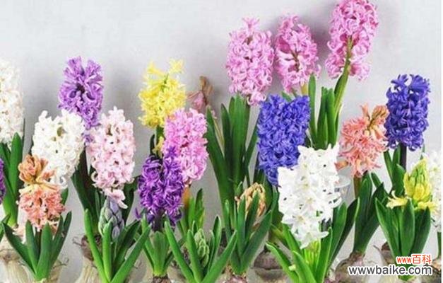 什么花代表永远幸福?揭秘花语背后的含义!