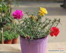 什么花代表勇气？花语中象征勇气的花卉有哪些？