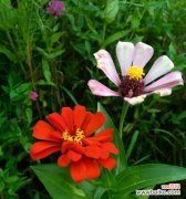 什么花代表友谊长存？揭秘友谊花语的真正含义？