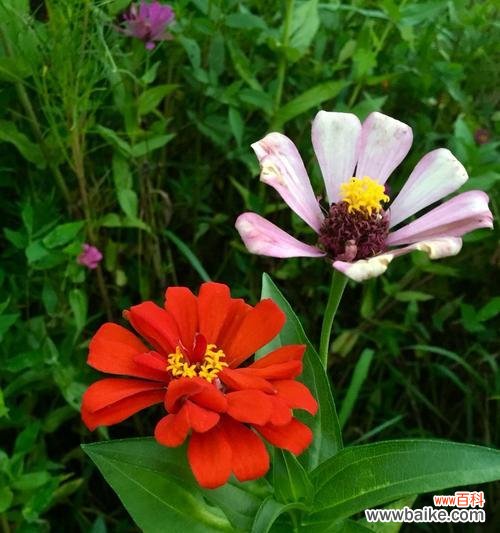 什么花代表友谊长存?揭秘友谊花语的真正含义?