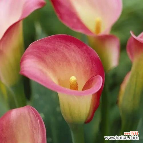 什么花代表优雅?优雅花语的花卉有哪些?