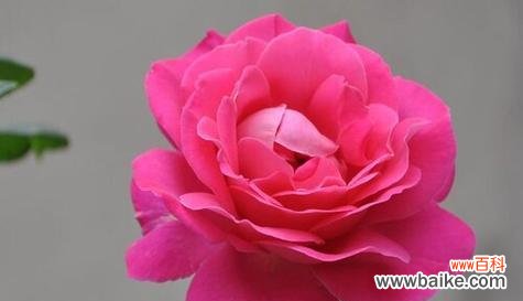 什么花代表友情的花语？哪种花象征着深厚的友谊？