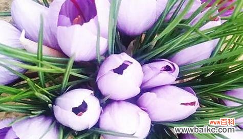 什么花代表友情的花语？哪种花象征着深厚的友谊？