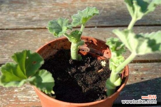 扦插花卉用什么消毒？可用草木灰或高锰酸钾消毒