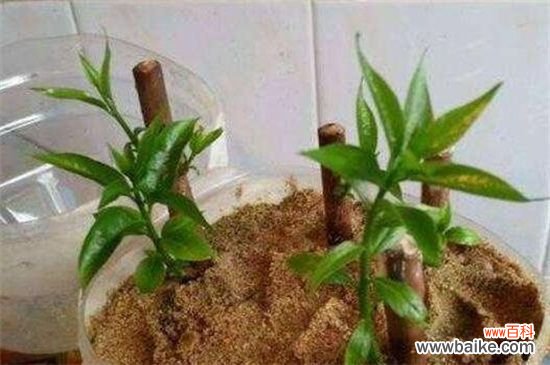 扦插花卉用什么消毒？可用草木灰或高锰酸钾消毒