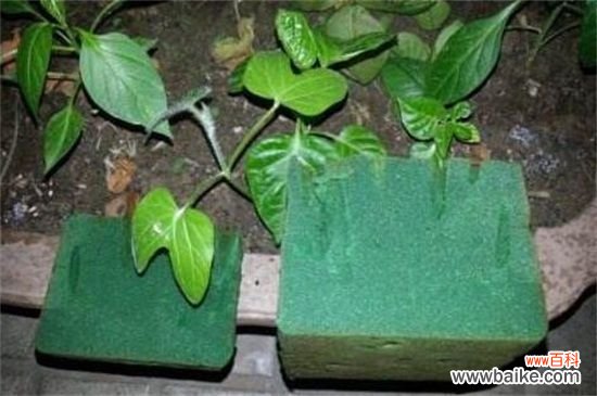 扦插花卉用什么消毒？可用草木灰或高锰酸钾消毒