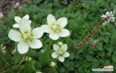 重庆发现两个植物新物种：正宇梅花草、四面山梅花草