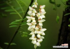 揭示生长调节剂促进植物修复污染土壤机理