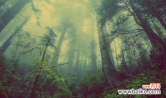 科学家研究了世界不同地区植物灭绝的原因