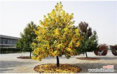 辰山植物园北美枫香迎来最佳观赏季