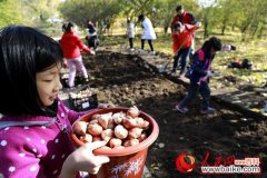 北京植物园40余万株郁金香种植完成 明年4月陆续开放