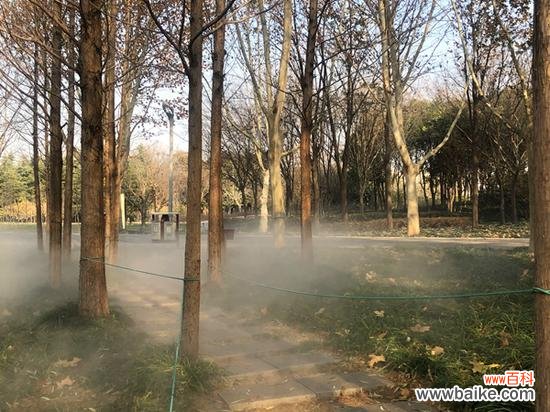 郑州植物园引入雾森系统，云雾缭绕宛如“仙境”