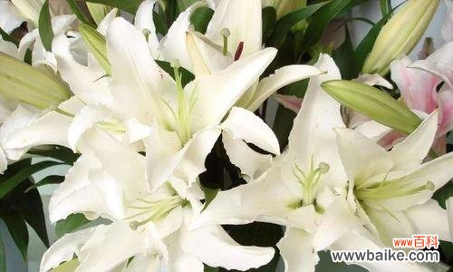 解密百合花的象征意义与文化内涵 探究百合花的含义与代表意义